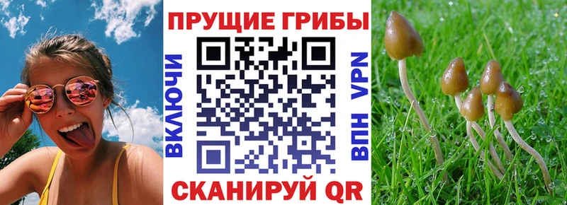 Псилоцибиновые грибы мухоморы OMG как зайти Мглин